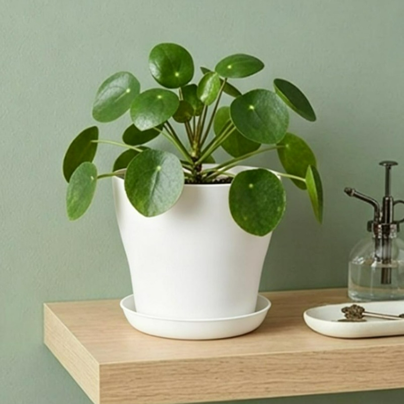 Zestaw doniczek z otworami dre – Indoor Garden Kit recenzja i cena